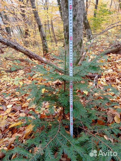 Оптом сеянцы Пихта Кавказская, Тис