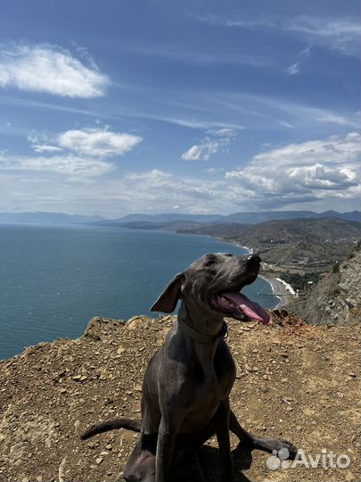 Вязка Веймаранер