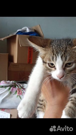 Отдаем котят в хоршие руки