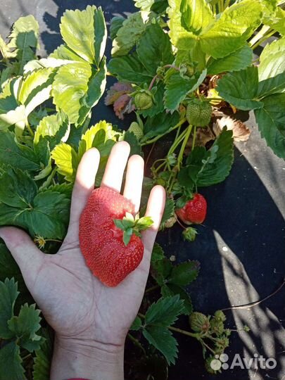 Клубника Азия, чёрный принц, клери