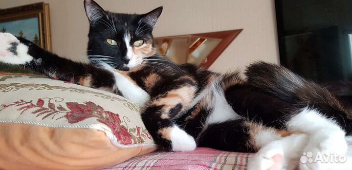 Кошка трехцветка Бонечка 1.5года стерилизованна