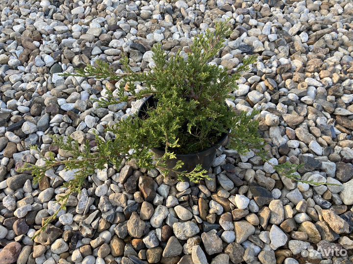 Можжевельник Принц Уэльский