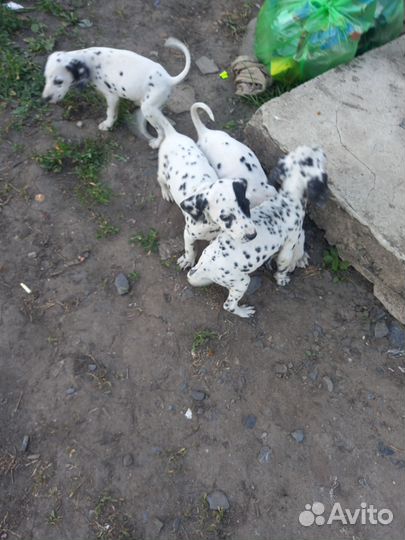Щенки долматинца