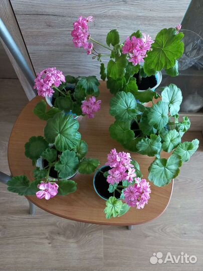 Герань розовая пеларгония
