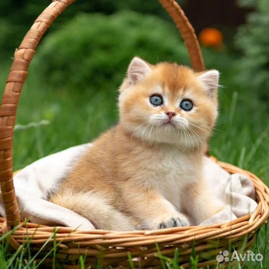 Британский мальчик