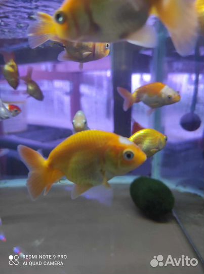 Ранчу золотые рыбки аквариумные в магазине