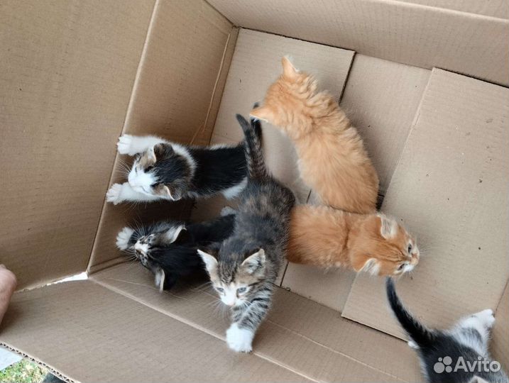 Котята отдам бесплатно