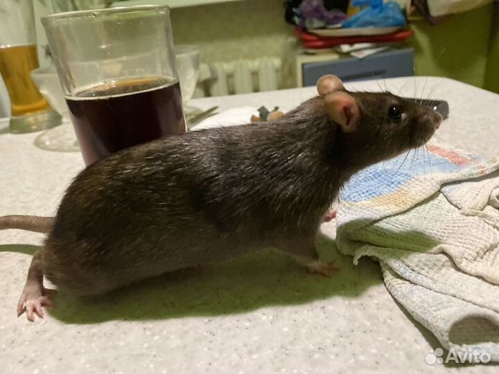 Крыса мальчик ищет невесту