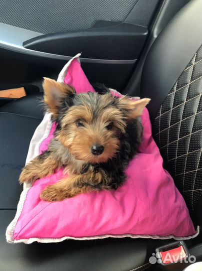 Йоркширский терьер