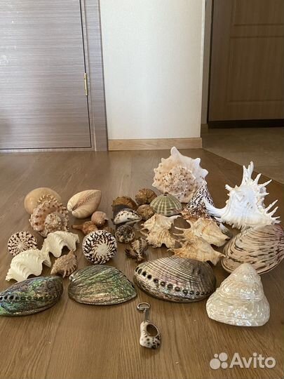 Морские звёзды и морские ракушки