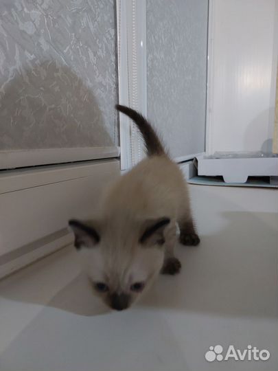 Котенок по имени Гав