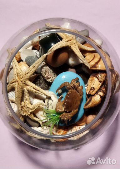 Сухой аквариум ракушки