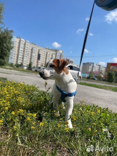 Джек Рассел терьер