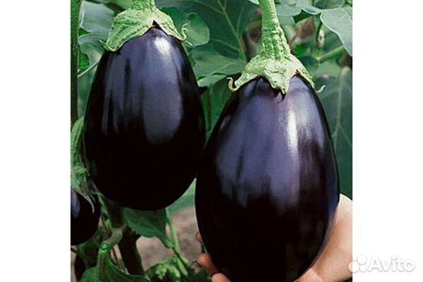 Семена баклажана