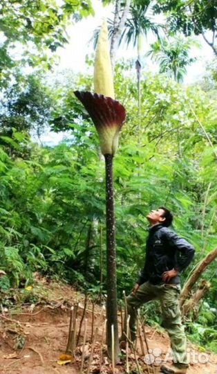 Amorphophallus Gigas-сеянец