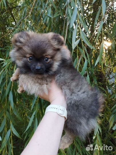 Девочка 3 месяца