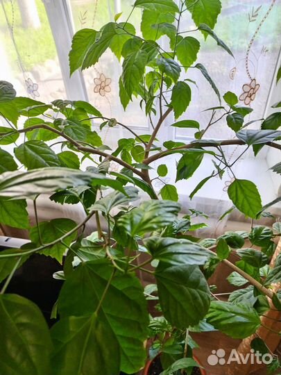 Гибискус китайская роза