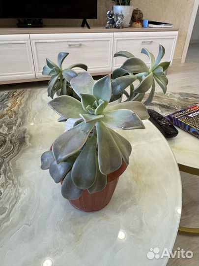 Суккуленты