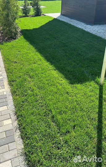 Рулонный газон