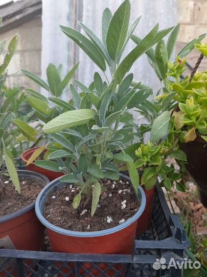 Лаванда белая, Шалфей Лекарственный