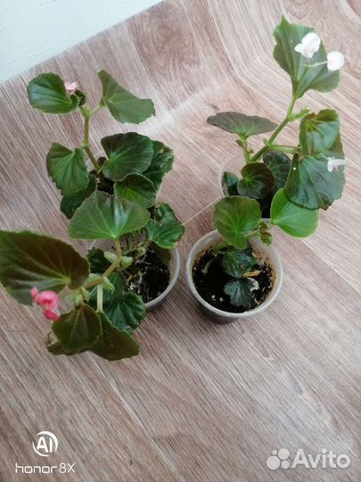 Бегония вечноцветущая махровая