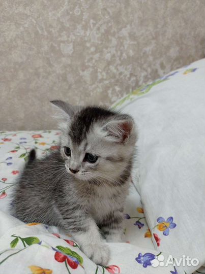 Шатланские котята