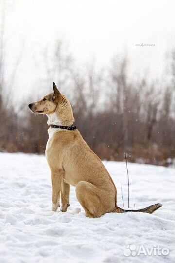 Собака в добрые руки