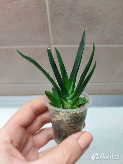 Хавортии, гастерии, гастералоэ и другие