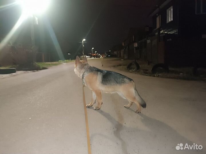 Щенки немецкой овчарки