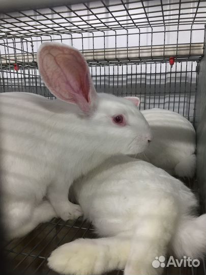 Белый паннон