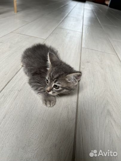 Отдам в добрые руки (мальчик )