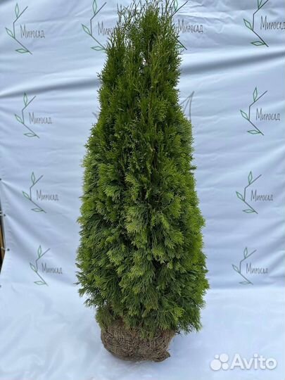 Туя смарагд 100-120 см