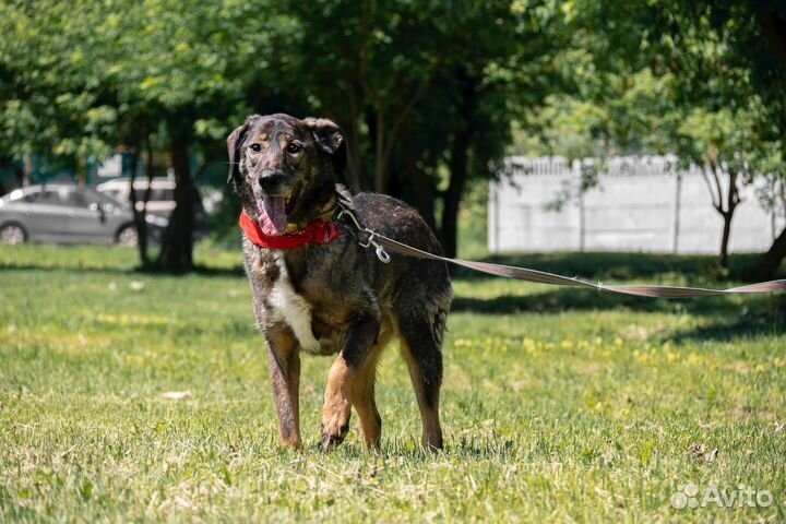 Друзей не покупают