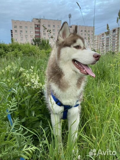Вязка кобеля хаски