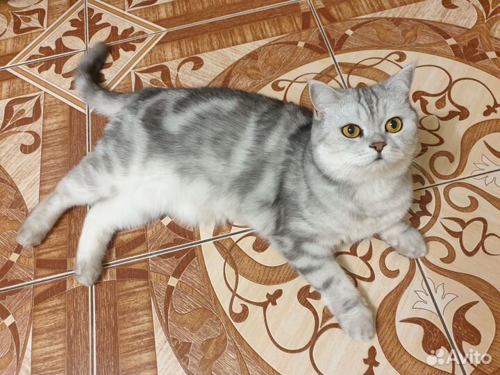 Шотландская