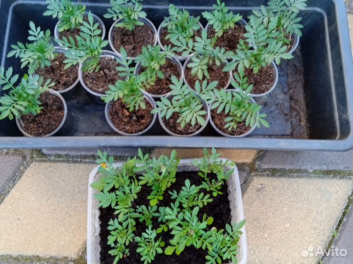 Рассада Петунии, бархатцы, астры