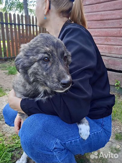 Отдам бесплатно щенки