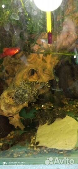 Анциструсы