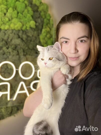 Стрижка кошек и собак выезд на дом