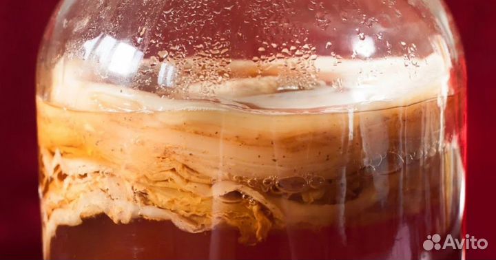 Отдам чайный гриб