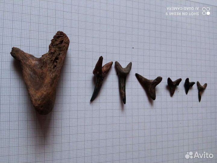 Зубы акулы древней,окаменелые(амулеты)
