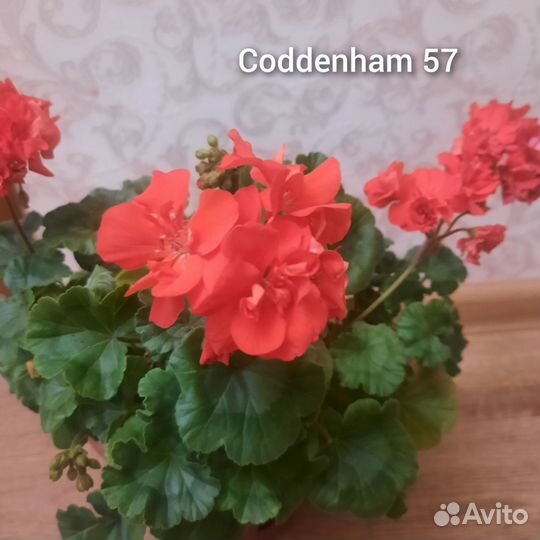 Пеларгония, герань