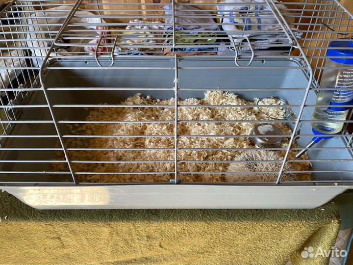 Африканский ежик