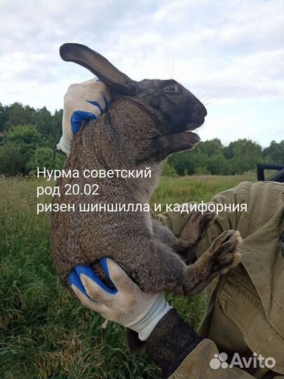 Кролики мясных пород