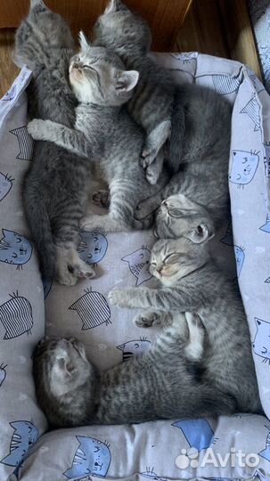 Шотландские котята шиншилла