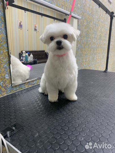 Профессиональная стрижка собак и кошек. Груминг