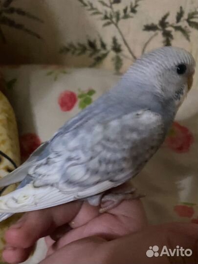 Волнистый попугай, корелла, амадинки,неразлучник