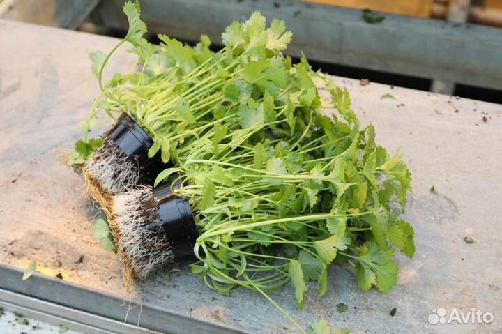 Семена кориандр Кин-дза-дза (100 грамм)