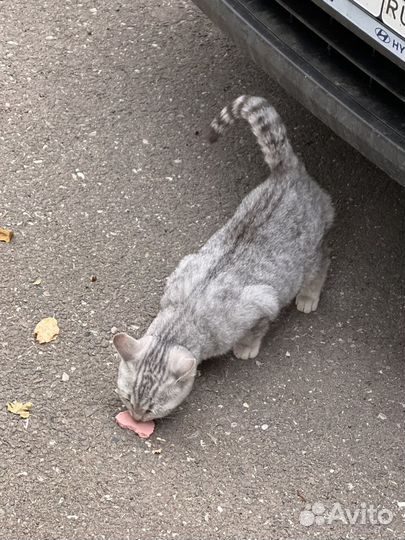 Кошечка в добрые руки