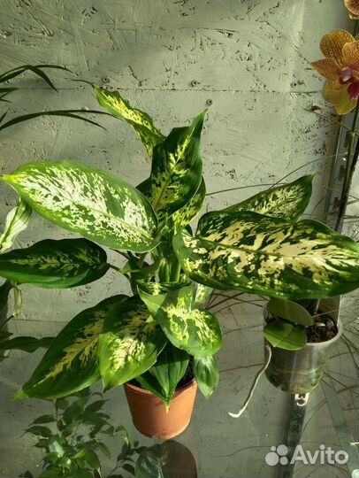 Диффенбахия Компакта и Камилла